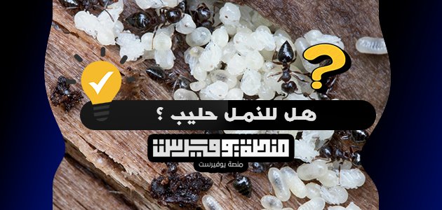 هل للنمل حليب