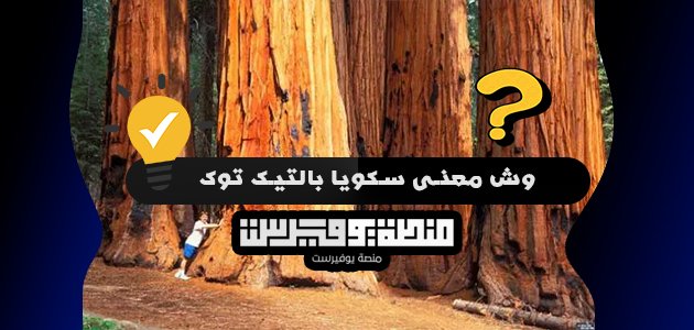 وش معنى سكويا بالتيك توك