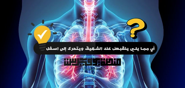 أي مما يلي ينقبض عند الشهيق ويتحرك إلى اسفل