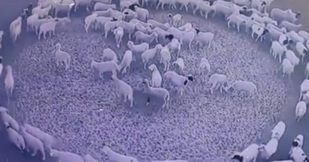 سبب دوران الحيوانات حول نفسها