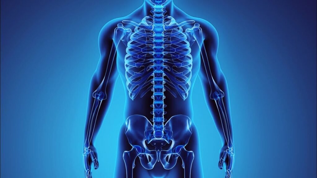 عدد عظام الجهاز الهيكلي في جسم الانسان