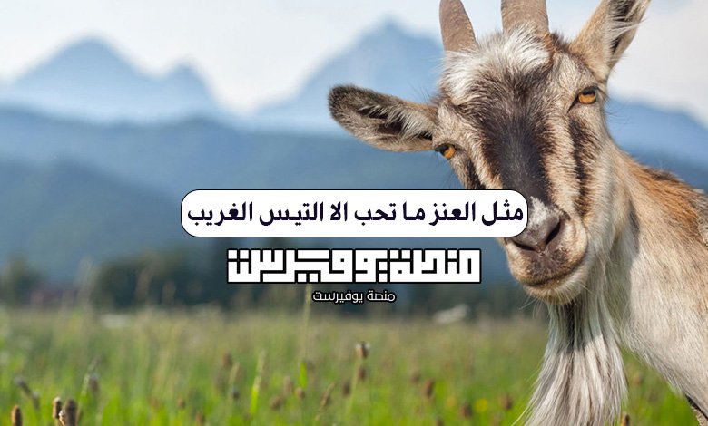مثل العنز ما تحب الا التيس الغريب