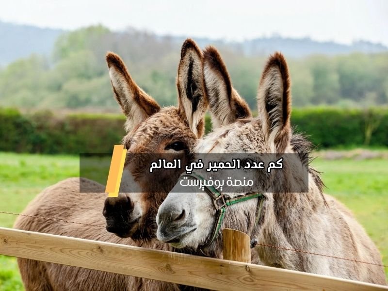 كم عدد الحمير في العالم